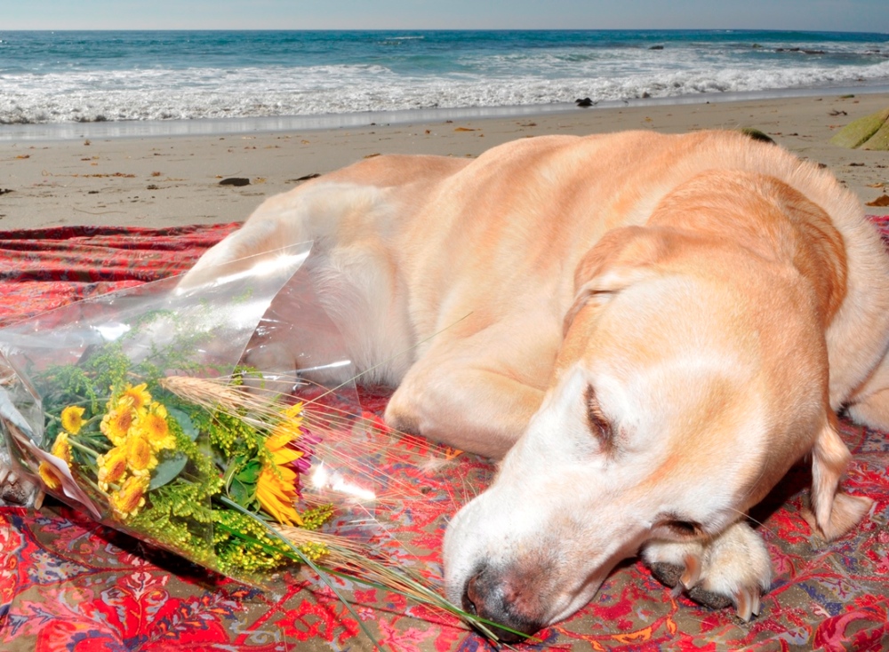 Difference between Private and Individual Cremation Home Pet